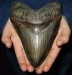 calcharodonův zub